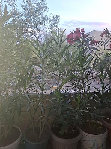 оформление для цветов: Олеандр розовый (Nerium oleander) в горшках - Кустовые растения с — 3
