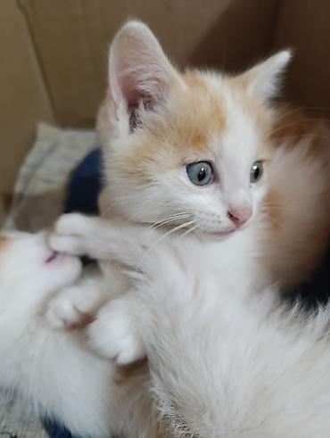 Продажа кошек: Отдам в добрые руки милых и ласковых котят!!!! Возраст 1,5 мес. - — 8