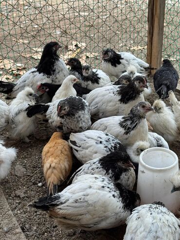 минеральная смесь для волнистых попугаев: Продам всех сразу по 250 сом