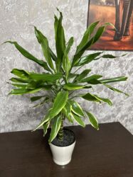 макаруны бишкек от сабины цена: Драцена - 1500 сомов