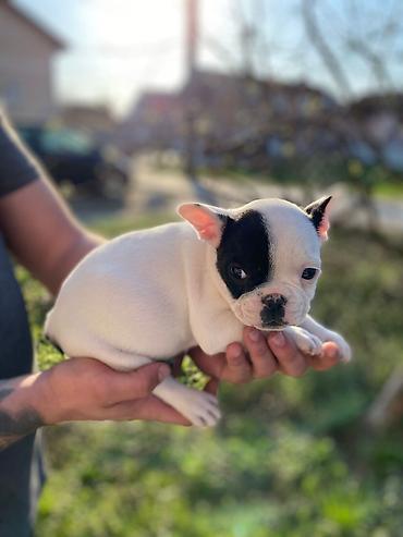 Psi: 🔥 TOP FRANCUSKI BULDOG ŠTENCI 🔥 Na prodaju vrhunski štenci francuskog — 2