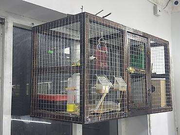 eşi 1 aydir axtaririam cixmir tgda: Taxta karkaslı, iri ölçülü qəfəs satılır. Qəfəs kanareyka, bülbül — 1