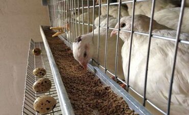 шотландская короткошерстная кошка: Продаем несушек перепелов. Все молодые 40-45 дней. Несут хорошие яйца!