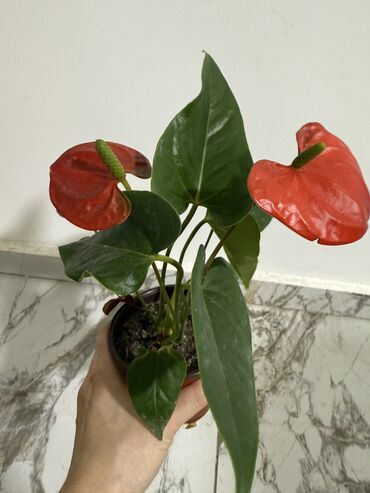 Женское счастье (Спатифиллюм): Комнатные цветы Диффенбахия 500 с Монстера 2000 Фиалки 250 с — 5