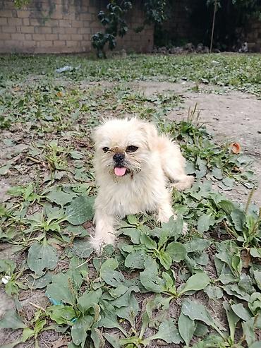 İtlər: Pekines, 1 il, Erkek, Ünvandan götürmə — 3