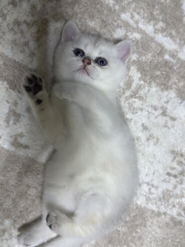 Pişiklər: Şinşilla, Erkək, Yaxşı əllərə, Ünvandan götürmə — 4