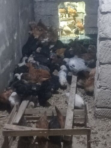 Digər quşlar: 2-3-4 aylıq cucelerdi.vaksinleri olub lasota çiçək vaksini.vitaminleri -da lalafo.az — 4 Digər quşlar: 2-3-4 aylıq cucelerdi.vaksinleri olub lasota çiçək vaksini.vitaminleri — 4