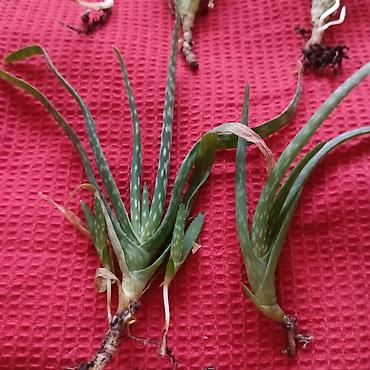 cvece difenbahija: Aloe aristata (mlade rozete/pelceri) - Vrsta: sukulent Aloe aristata — 4