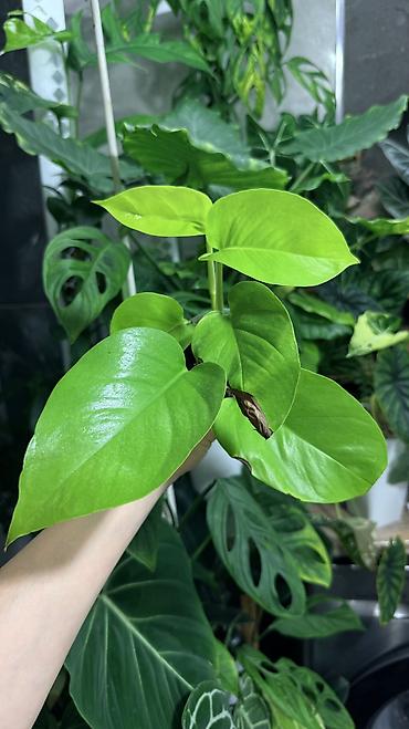 Монстеры: Монстера Тайское Созвездие 3 горшка по 1000с Посажены в хороший — 7