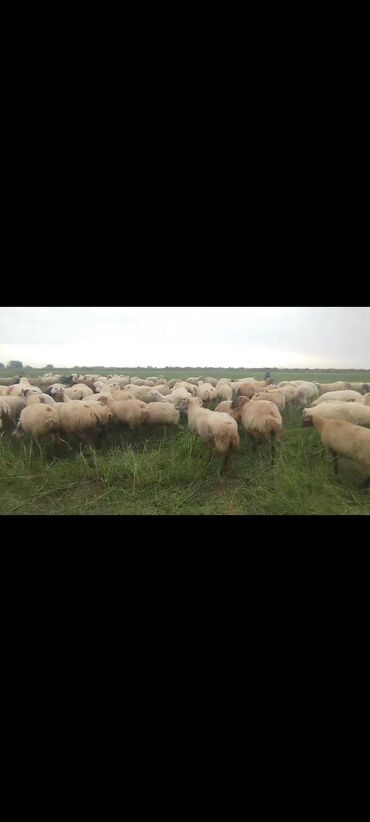 Qoyunlar, qoçlar: Dişi, il: 1, 50 kq, Damazlıq, Ünvandan götürmə — 5