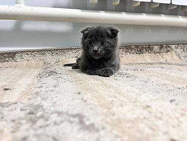 Мышыктар: Шотландские вислоухие котята (Scottish Fold), окрас сплошной голубой — 2
