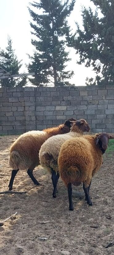 Qoyunlar, qoçlar: Qoyunların üçüdə erkəydi ikisi 35 kilodan çox çəki verir biri isə 40 -da lalafo.az — 3 Qoyunlar, qoçlar: Qoyunların üçüdə erkəydi ikisi 35 kilodan çox çəki verir biri isə 40 — 3