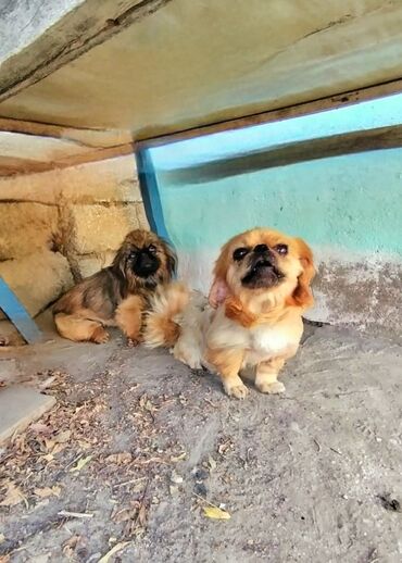 Qaşıqlar: Pekines, 2 il, Dişi, Sənədli, Ünvandan götürmə