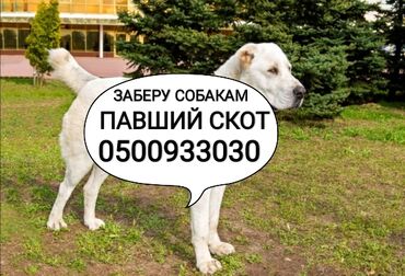 продажа собак хаски: Куплю | Коровы, быки, Лошади, кони | Круглосуточно, Любое состояние, Самовывоз