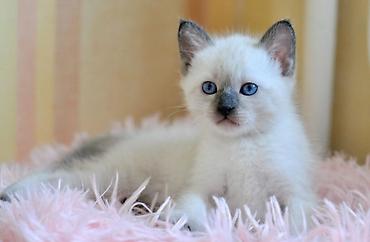 Pişiklər: Siam — 12