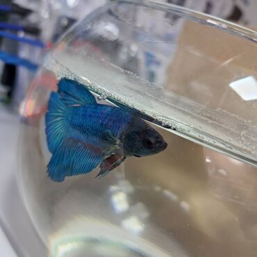 Balıqlar: Betta (Petuşok balığı), Yırtıcı, Ünvandan götürmə
