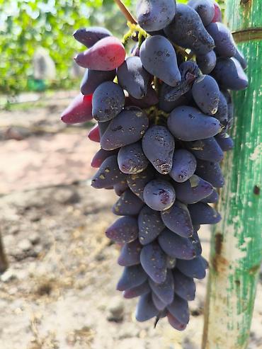 Виноград: Продаются саженцы. Сорт супер вкусного и большого винограда. Ризомат — 3