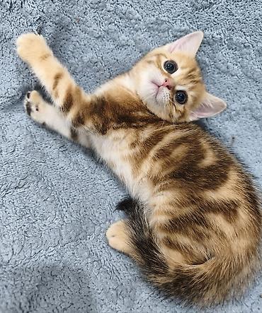 Продажа кошек: Предлагается к предварительному резерву шотландский котенок. Скоттиш — 1