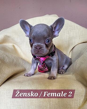 Psi: Francuski Bulldog štenci exotik boja. Stari 3 meseca, primili sve 3 na lalafo.rs — 8 Psi: Francuski Bulldog štenci exotik boja. Stari 3 meseca, primili sve 3 — 8