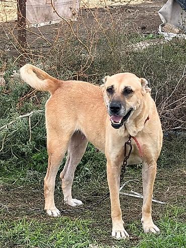 itlər alabay: Qurdbasar, 2 il, Dişi, Peyvəndli, Ödənişli çatdırılma — 6