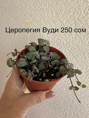 Другие комнатные растения: Укоренённые черенки растений от 150-300 сом — 4