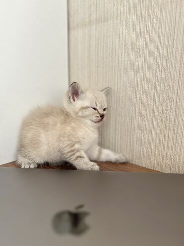 Pişiklər: Şinşilla -da lalafo.az — 7 Pişiklər: Şinşilla — 7