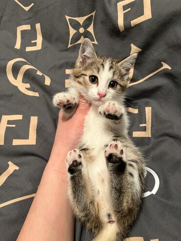 Животные: Трёхцветный котёнок.2 месяца.Девочка.Приучена к лотку.Очень умная