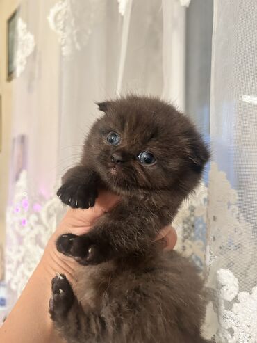 Pişiklər: Şotland yastı qulaq, Dişi, Yaxşı əllərə, Ünvandan götürmə — 8