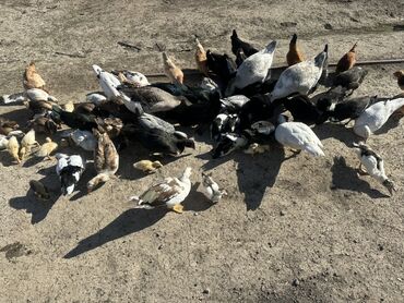 Ördəklər: Salam Aleykum Satılır Ördək Qaz Ördək Cücəsi Toyoq 36 Ədəd Lal Ördək — 24