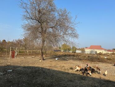 Həyət evləri və villaların satışı: 5 otaqlı, 160 kv. m, Kredit yoxdur, Orta təmir -da lalafo.az — 15 Həyət evləri və villaların satışı: 5 otaqlı, 160 kv. m, Kredit yoxdur, Orta təmir — 15