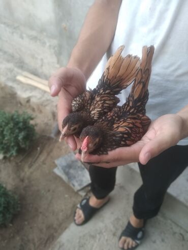 Digər quşlar: Sibrayt Cücələri 1 Aylıq.1 Xoruz 5 Fərə Qızılıdır 1 Xoruz 3 Fərədə
