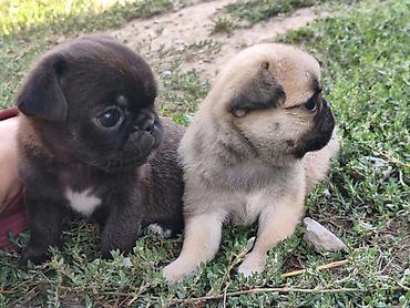 Продажа собак: Мопс, 1 месяц, Самка — 6