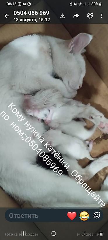 котик белый: Котята от домашней кошки - На фото: белая кошка-мама с новорождёнными — 1