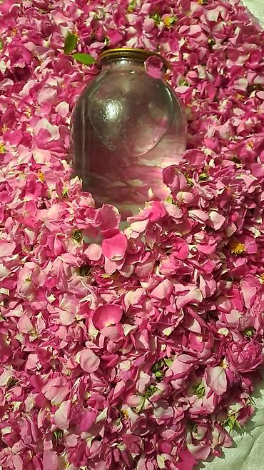 goyçay: Gulab unvan Gence — 1