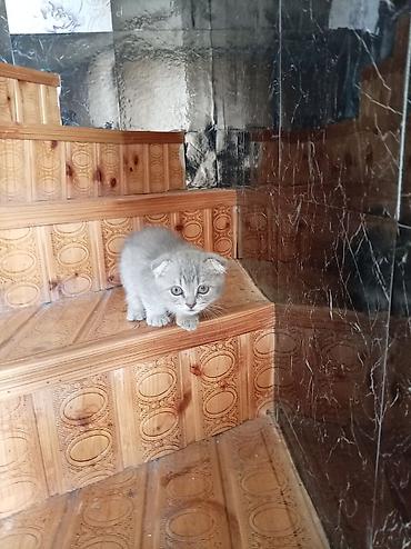 ev heyvani satisi: Şotland yastı qulaq — 2