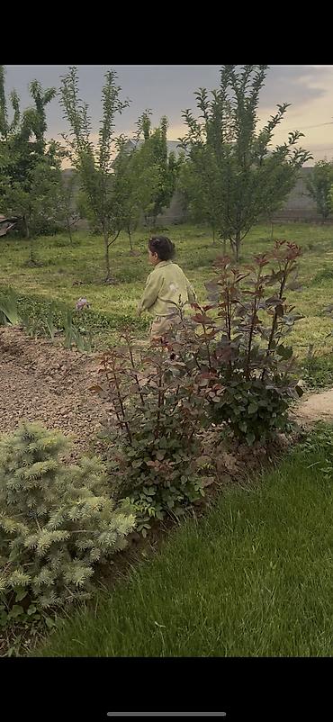 Продажа участков: 8 соток, Для строительства, Красная книга at lalafo.kg — 13 Продажа участков: 8 соток, Для строительства, Красная книга — 13