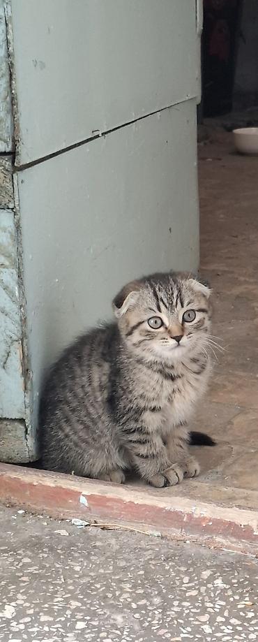 2 месяца, Девочка, Приучена к лотку