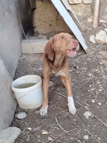 İtlər: Ov iti- ruski qonçil — 3