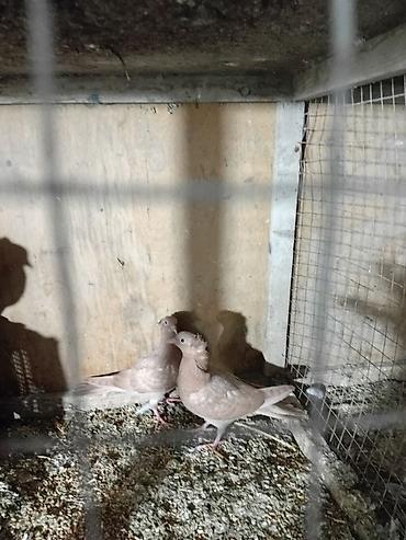 quş: Sari balar 5 ededi riyal alci narhat elsin 5sde kekldi qesde gozderi — 2