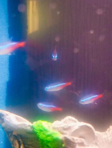akvarium balıq: Baliq neon 1 dənəsi 2 manat