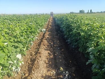 Мини-тракторы Lovol: СРОЧНО СРОЧНО ПРОДАЮ Мини Трактор Ловол 354 для сельскохозяйственных — 8