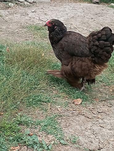 ördək balası və cücə: Toyuq, Brama, Damazlıq, Ödənişli çatdırılma — 5