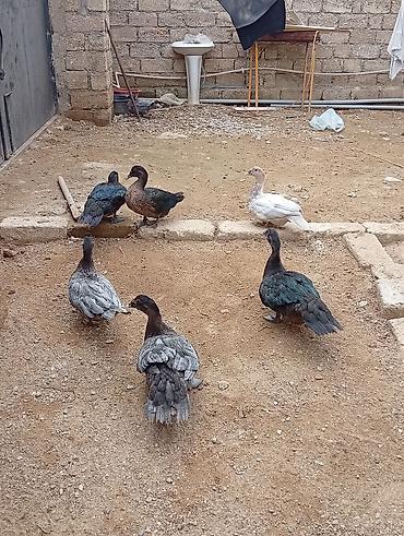hind ordəyi: Hamısı lal ördəklərdi 7 ədəddir. ən az çəki vereni 2 kilodu.hamisi bir — 3