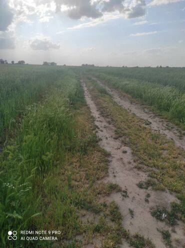 Продажа участков: 24 соток, Для сельского хозяйства
