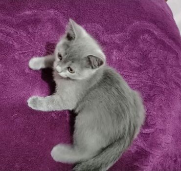 şotland pişiyi etibarlı əllərə verilir: Şotland, Dişi, Yaxşı əllərə, Ünvandan götürmə