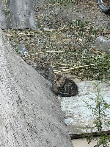 Котята от домашней кошки - Описание: на фото помёт из нескольких at lalafo.kg Котята от домашней кошки - Описание: на фото помёт из нескольких