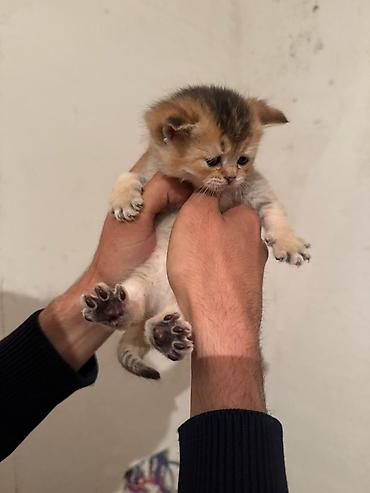 Pişiklər: Şotland — 1