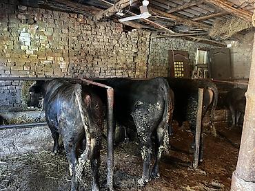 Коровы, быки: Продаю | Бык (самец) | На откорм | Привязанные — 6