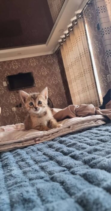 сколько стоит кошка породы мейн кун: 2 месяца, Мальчик