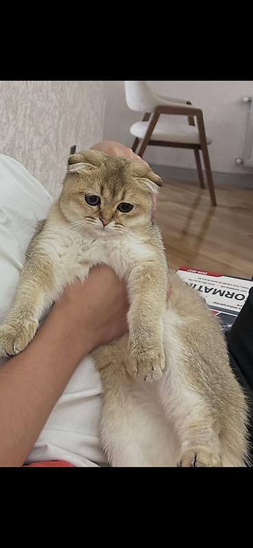 купить кота в баку: Золотая шиншилла, Самка, В добрые руки, Самовывоз — 3